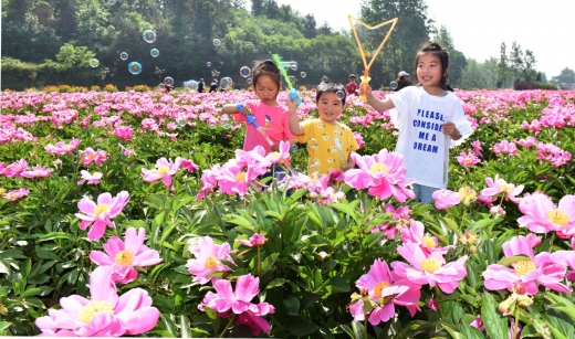 芍藥花開(kāi)  焦?jié)h平 圖_b.jpg